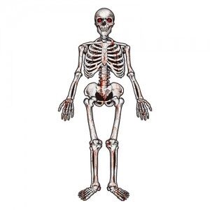 Esqueleto Articulado Carton GUH09