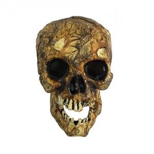 Calavera de la Antiguedad HD061