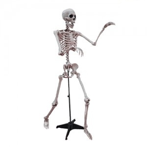 Esqueleto de Ciencia 150x38x16 HD455