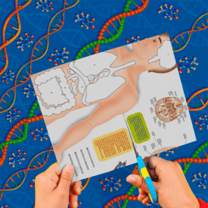 Cartulina Cuerpo Humano 50x65cm  x 10un EI2664-11