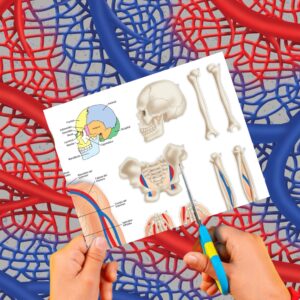 Cartulina Cuerpo Humano Huesos 50x65cm  x 10un EI2674-11